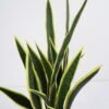 Artificial Plant 42*33*80cm snake plant*7 in pp pot GS-59521079 Potted Flowers&Plants YeahFlower is one of Chinese leading OEM manufacturers and exporters , supplying the silk flowers, wholesale artificial trees