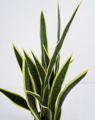 Artificial Plant 42*33*80cm snake plant*7 in pp pot GS-59521079 Potted Flowers&Plants YeahFlower is one of Chinese leading OEM manufacturers and exporters , supplying the silk flowers, wholesale artificial trees Artificial Plant 42*33*80cm snake plant*7 in pp pot GS-59521079 Potted Flowers&Plants YeahFlower is one of Chinese leading OEM manufacturers and exporters , supplying the silk flowers, wholesale artificial trees