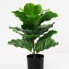 Artificial Tree 33*33*46cm Calathea ornata in pp pot GS-59521087 Tree&Plant YeahFlower is one of Chinese leading OEM manufacturers and exporters , supplying the silk flowers, wholesale artificial trees