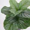 Artificial Tree 33*33*46cm Calathea ornata in pp pot GS-59521087 Tree&Plant YeahFlower is one of Chinese leading OEM manufacturers and exporters , supplying the silk flowers, wholesale artificial trees