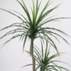 Artificial Tree 78*78*132cm Dracaena spray*2 in pp pot/84lvs GS-59521091 Tree&Plant YeahFlower is one of Chinese leading OEM manufacturers and exporters , supplying the silk flowers, wholesale artificial trees