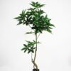 Artificial Tree 69*46*150cm pachira macrocarpa in pp pot /234lvs GS-43421015 Tree&Plant YeahFlower is one of Chinese leading OEM manufacturers and exporters , supplying the silk flowers, wholesale artificial trees