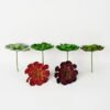 Artificial succulent 20*23cm Succulent Single stem GS-57621010 Succulent YeahFlower is one of Chinese leading OEM manufacturers and exporters , supplying the silk flowers, wholesale artificial trees