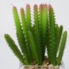 Artificial succulent 7*16cm Succulent in Glass ware GS-51721149 Succulent YeahFlower is one of Chinese leading OEM manufacturers and exporters , supplying the silk flowers, wholesale artificial trees