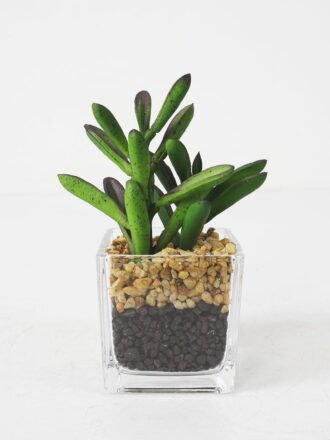 Artificial succulent 18*6*12cm Succulent plant pp pot in pvc box GS-05521193 Succulent YeahFlower is one of Chinese leading OEM manufacturers and exporters , supplying the silk flowers, wholesale artificial trees