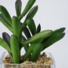 Artificial succulent 7*10*15cm Succulent in Glass ware GS-51721150 Succulent 3,000+ sqm showroom with thousands of artificial flowers, plants & trees ready for global sourcing.