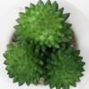 Artificial succulent 6*9cm Succulent in ceramic pot GS-51721142 Succulent YeahFlower is one of Chinese leading OEM manufacturers and exporters , supplying the silk flowers, wholesale artificial trees