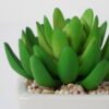 Artificial succulent 9*11cm Succulent in ceramic pot GS-51721143 Succulent YeahFlower is one of Chinese leading OEM manufacturers and exporters , supplying the silk flowers, wholesale artificial trees