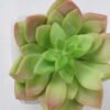 Artificial succulent 9*10cm Succulent in ceramic pot GS-51721144 Succulent YeahFlower is one of Chinese leading OEM manufacturers and exporters , supplying the silk flowers, wholesale artificial trees