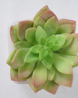 Artificial succulent 9*10cm Succulent in ceramic pot GS-51721144 Succulent YeahFlower is one of Chinese leading OEM manufacturers and exporters , supplying the silk flowers, wholesale artificial trees