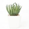 Artificial succulent 8*13cm Succulent in ceramic pot GS-51721146 Succulent YeahFlower is one of Chinese leading OEM manufacturers and exporters , supplying the silk flowers, wholesale artificial trees