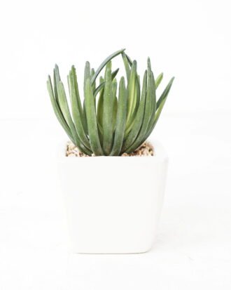 Artificial succulent 8*13cm Succulent in ceramic pot GS-51721146 Succulent YeahFlower is one of Chinese leading OEM manufacturers and exporters , supplying the silk flowers, wholesale artificial trees