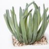 Artificial succulent 8*13cm Succulent in ceramic pot GS-51721146 Succulent YeahFlower is one of Chinese leading OEM manufacturers and exporters , supplying the silk flowers, wholesale artificial trees
