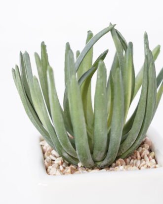 Artificial succulent 8*13cm Succulent in ceramic pot GS-51721146 Succulent YeahFlower is one of Chinese leading OEM manufacturers and exporters , supplying the silk flowers, wholesale artificial trees