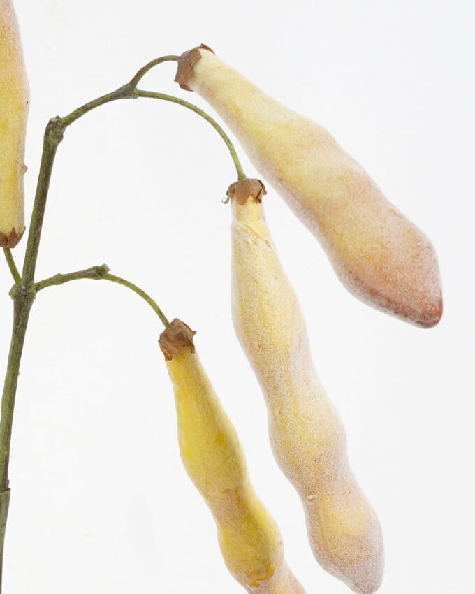 Artificial Flower 17*65cm Lentil(S) GVC-21-2760 Single Flowers YeahFlower is one of Chinese leading OEM manufacturers and exporters , supplying the silk flowers, wholesale artificial trees