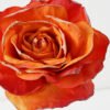 Artificial Flower 10*63cm Single  Big dry roses GS-25821003 Single Flowers YeahFlower is one of Chinese leading OEM manufacturers and exporters , supplying the silk flowers, wholesale artificial trees