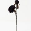 Artificial Flower 18*50cm Small peony with burnt edge Spray*2 GS-25821007-Z2 Single Flowers YeahFlower is one of Chinese leading OEM manufacturers and exporters , supplying the silk flowers, wholesale artificial trees