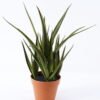 Artificial Plant 52*52*55cm Aloe*5 in pp pot/35lvs GS-59522003 Potted Flowers&Plants YeahFlower is one of Chinese leading OEM manufacturers and exporters , supplying the silk flowers, wholesale artificial trees