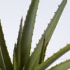Artificial Plant 52*52*55cm Aloe*5 in pp pot/35lvs GS-59522003 Potted Flowers&Plants YeahFlower is one of Chinese leading OEM manufacturers and exporters , supplying the silk flowers, wholesale artificial trees
