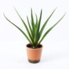 Artificial Plant 42*40cm Aloe in pp pot/10lvs GS-59522005 Potted Flowers&Plants YeahFlower is one of Chinese leading OEM manufacturers and exporters , supplying the silk flowers, wholesale artificial trees