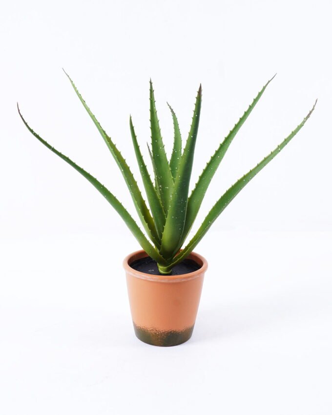 Artificial Plant 42*40cm Aloe in pp pot/10lvs GS-59522005 Potted Flowers&Plants YeahFlower is one of Chinese leading OEM manufacturers and exporters , supplying the silk flowers, wholesale artificial trees