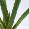 Artificial Plant 42*40cm Aloe in pp pot/10lvs GS-59522005 Potted Flowers&Plants YeahFlower is one of Chinese leading OEM manufacturers and exporters , supplying the silk flowers, wholesale artificial trees