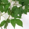 Artificial Plant 64*82cm  Boston ivy GVC-22-2837 Leaves&Sprays&Foliages YeahFlower is one of Chinese leading OEM manufacturers and exporters , supplying the silk flowers, wholesale artificial trees