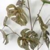 Artificial Plant 28*66cm Monstera spray*2 GVC-22-2845-K1 Leaves&Sprays&Foliages YeahFlower is one of Chinese leading OEM manufacturers and exporters , supplying the silk flowers, wholesale artificial trees