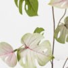 Artificial Plant 28*66cm Monstera spray*2 GVC-22-2845 Leaves&Sprays&Foliages YeahFlower is one of Chinese leading OEM manufacturers and exporters , supplying the silk flowers, wholesale artificial trees