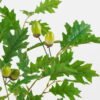 Artificial Plant 38*90cm Oak leaves spray with 6 berries GS-65022001 Leaves&Sprays&Foliages 3,000+ sqm showroom with thousands of artificial flowers, plants & trees ready for global sourcing.