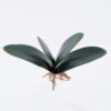 Artificial Plant 22*17cm Orchid leaves*4 GS-66922001 Leaves&Sprays&Foliages YeahFlower is one of Chinese leading OEM manufacturers and exporters , supplying the silk flowers, wholesale artificial trees