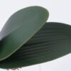 Artificial Plant 22*17cm Orchid leaves*4 GS-66922001 Leaves&Sprays&Foliages YeahFlower is one of Chinese leading OEM manufacturers and exporters , supplying the silk flowers, wholesale artificial trees
