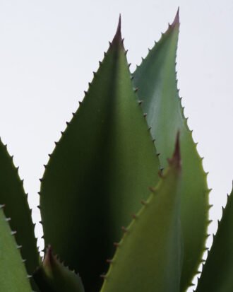 Artificial Plant 47*47*51cm Potted tree in pe pot/13lvs GS-59522002 Potted Flowers&Plants YeahFlower is one of Chinese leading OEM manufacturers and exporters , supplying the silk flowers, wholesale artificial trees