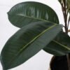 Artificial Plant 41*41*55cm Rubber tree in basket GS-30622006-G1 Potted Flowers&Plants YeahFlower is one of Chinese leading OEM manufacturers and exporters , supplying the silk flowers, wholesale artificial trees