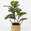 Artificial Plant 41*41*55cm Rubber tree in basket GS-30622006-G2 Potted Flowers&Plants 3,000+ sqm showroom with thousands of artificial flowers, plants & trees ready for global sourcing.