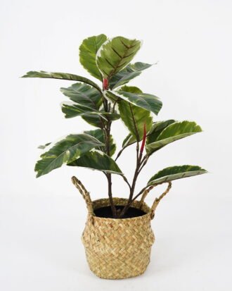 Artificial Plant 41*41*55cm Rubber tree in basket GS-30622006-G2 Potted Flowers&Plants YeahFlower is one of Chinese leading OEM manufacturers and exporters , supplying the silk flowers, wholesale artificial trees