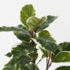 Artificial Plant 41*41*55cm Rubber tree in basket GS-30622006-G2 Potted Flowers&Plants 3,000+ sqm showroom with thousands of artificial flowers, plants & trees ready for global sourcing.