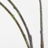 Artificial Plant 9*149cm Willow(S) GVC-21-2794 Single Flowers YeahFlower is one of Chinese leading OEM manufacturers and exporters , supplying the silk flowers, wholesale artificial trees