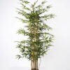 Artificial Tree 84*84*150cm bamboo*7in pp pot GS-30622012 Tree&Plant YeahFlower is one of Chinese leading OEM manufacturers and exporters , supplying the silk flowers, wholesale artificial trees