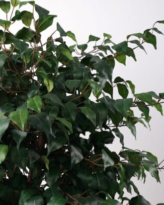 Artificial Tree 83*83*179cm banyan in pp pot /1260lvs GS-30622009 Tree&Plant YeahFlower is one of Chinese leading OEM manufacturers and exporters , supplying the silk flowers, wholesale artificial trees