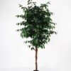 Artificial Tree 83*83*179cm banyan in pp pot /1260lvs GS-30622009 Tree&Plant YeahFlower is one of Chinese leading OEM manufacturers and exporters , supplying the silk flowers, wholesale artificial trees