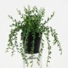 Artificial succulent 24*17cm Succulent plant in pe pot GS-05521184A Potted Flowers&Plants YeahFlower is one of Chinese leading OEM manufacturers and exporters , supplying the silk flowers, wholesale artificial trees
