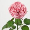 Artificial Flower 10*65cm Austin rose real touch GS-66222001-P1 Single Flowers YeahFlower is one of Chinese leading OEM manufacturers and exporters , supplying the silk flowers, wholesale artificial trees