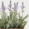 Artificial Flower Lavender in Basket GS-03322088_4 Artificial Flower 25*16*26.5cm Lavender in Basket GS-03322088 Potted Flowers&Plants YeahFlower is one of Chinese leading OEM manufacturers and exporters , supplying the silk flowers, wholesale artificial trees