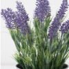 Artificial Flower Lavender in Metal pot GS-03322065_6 Artificial Flower 20*20*29cm Lavender in Metal pot GS-03322065 Potted Flowers&Plants YeahFlower is one of Chinese leading OEM manufacturers and exporters , supplying the silk flowers, wholesale artificial trees