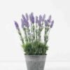 Artificial Flower 32*32*44cm Lavender in Metal pot GS-03322066 Potted Flowers&Plants YeahFlower is one of Chinese leading OEM manufacturers and exporters , supplying the silk flowers, wholesale artificial trees