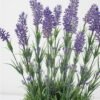Artificial Flower 29*29*44cm Lavender in Metal pot GS-03322068 Potted Flowers&Plants YeahFlower is one of Chinese leading OEM manufacturers and exporters , supplying the silk flowers, wholesale artificial trees
