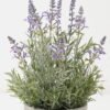 Artificial Flower Lavender in Paper pot GS-03322082_7 Artificial Flower 22*22*35cm Lavender in Paper pot GS-03322082 Potted Flowers&Plants YeahFlower is one of Chinese leading OEM manufacturers and exporters , supplying the silk flowers, wholesale artificial trees