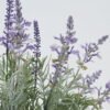 Artificial Flower 33*23*37cm Lavender in Woodeng pot GS-03322059 Potted Flowers&Plants YeahFlower is one of Chinese leading OEM manufacturers and exporters , supplying the silk flowers, wholesale artificial trees