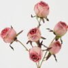 Artificial Flower 18*59cm Mary rose*6 GS-25822005-P1 Single Flowers YeahFlower is one of Chinese leading OEM manufacturers and exporters , supplying the silk flowers, wholesale artificial trees
